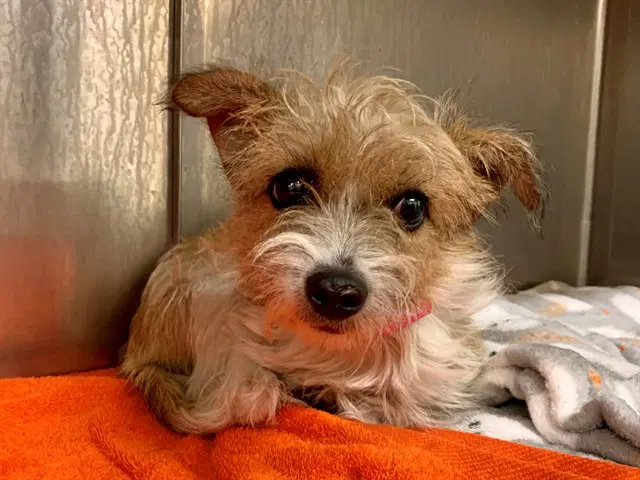 Unknown - Terrier