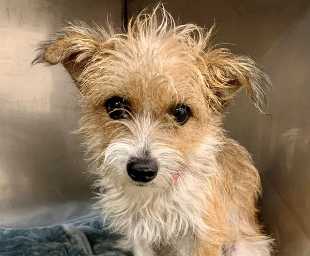 Unknown - Terrier