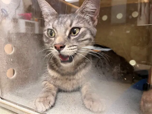 Unknown - Domestic Short Hair