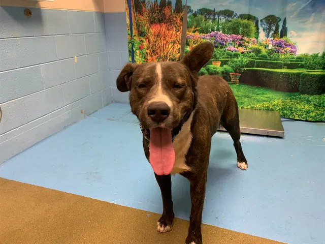 Brownie - Pit Bull Terrier