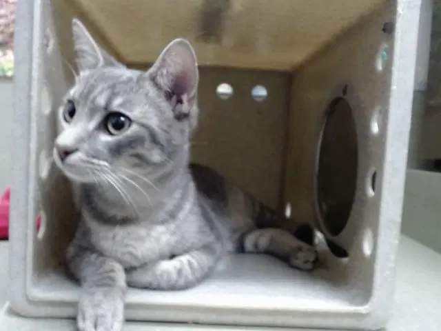 Remy - Domestic Short Hair