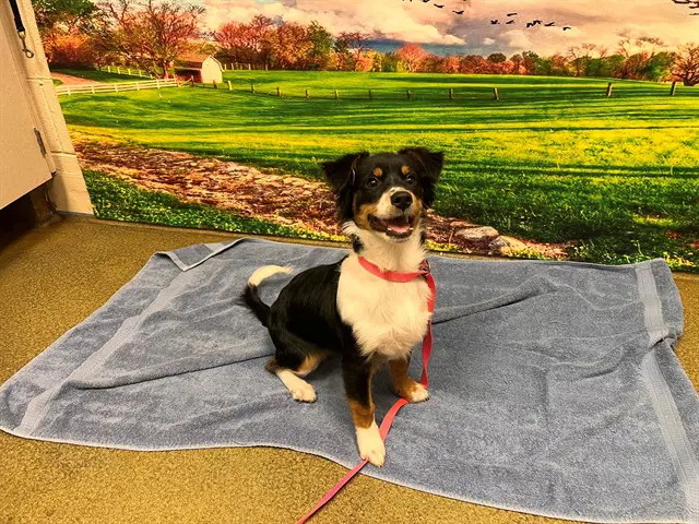Unknown - Australian Shepherd