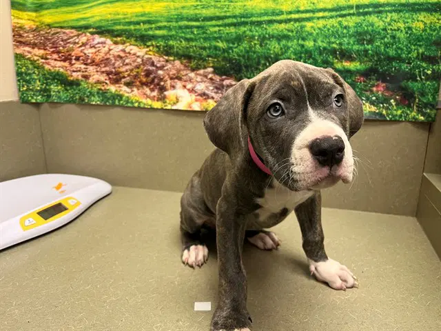 Unknown - Cane Corso Mastiff