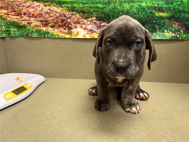 Unknown - Cane Corso Mastiff