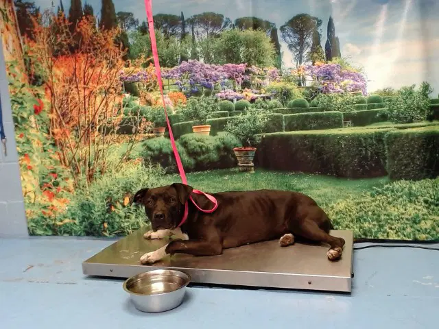 Unknown - Pit Bull Terrier