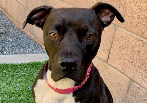 INUZUKA, a dog for adoption from Moreno Valley Animal Shelter