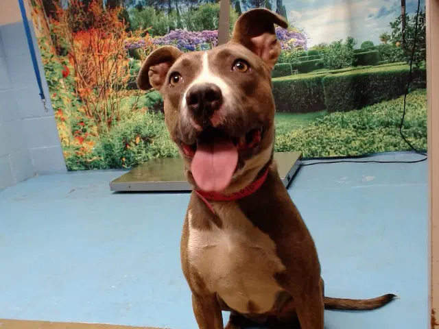 Unknown - Pit Bull Terrier