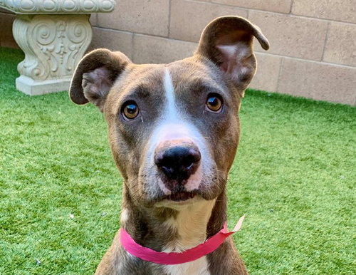 XENIA, a dog for adoption from Moreno Valley Animal Shelter