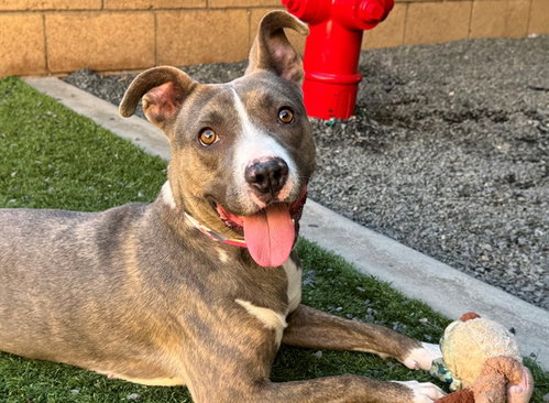 Xenia, Pit Bull Terrier / Mixed (medium coat)