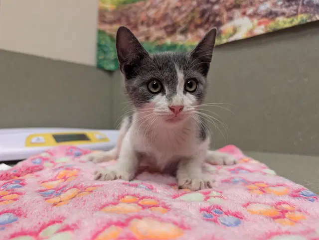 Snow - Domestic Short Hair