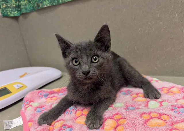 Jack - Domestic Short Hair