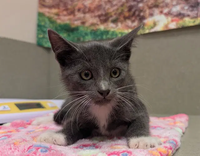 Spike - Domestic Short Hair