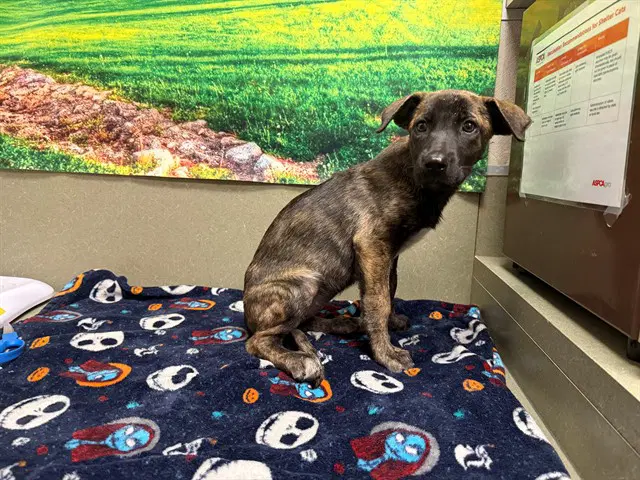 Unknown - German Shepherd Dog