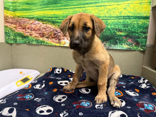 Unknown - German Shepherd Dog