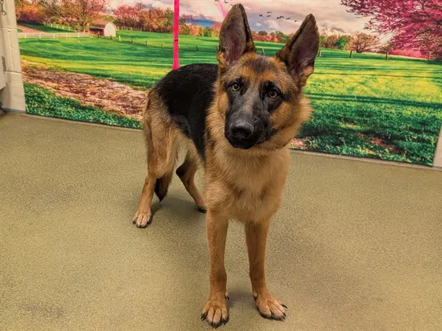 Unknown - German Shepherd Dog