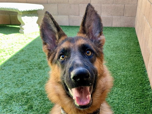 AMBER, a dog for adoption from Moreno Valley Animal Shelter