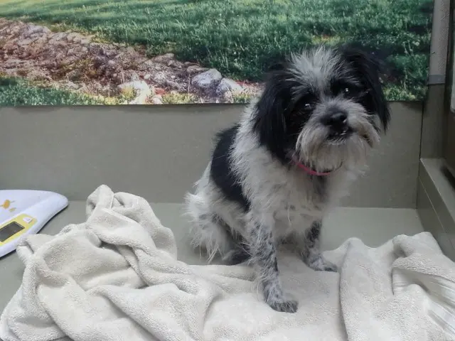 Unknown - Terrier