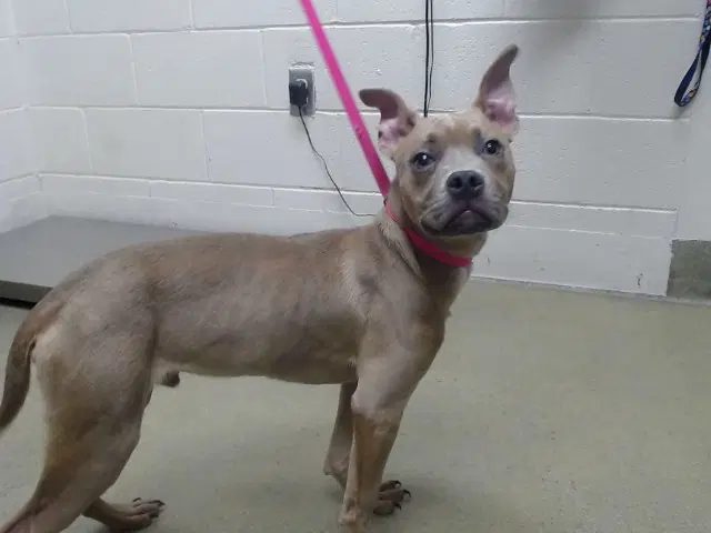 Unknown - Pit Bull Terrier