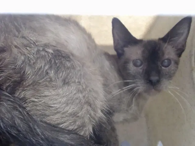 Unknown - Domestic Short Hair