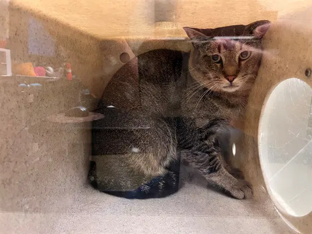 Unknown - Domestic Short Hair