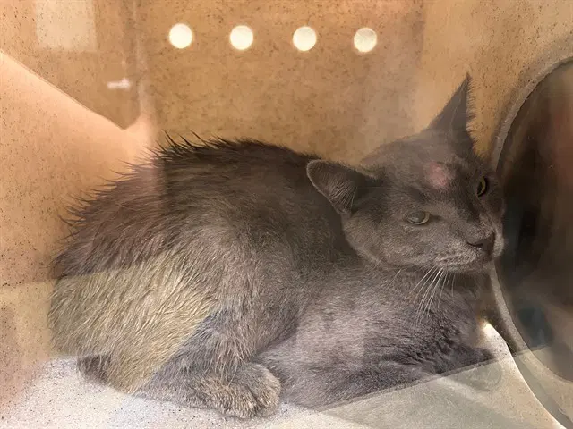 Unknown - Domestic Short Hair