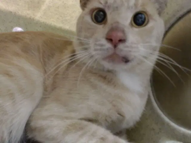 Unknown - Domestic Short Hair