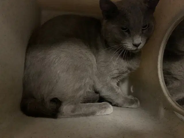 Unknown - Domestic Short Hair