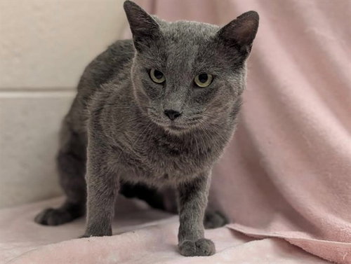 CHAUNCY, a cat for adoption from Moreno Valley Animal Shelter