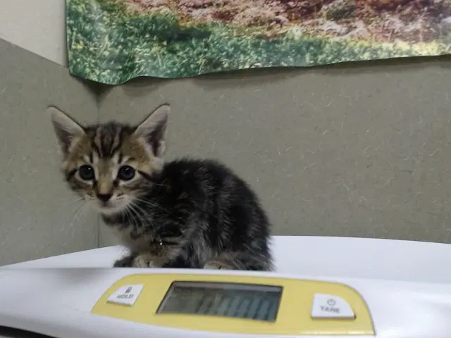 Unknown - Domestic Short Hair