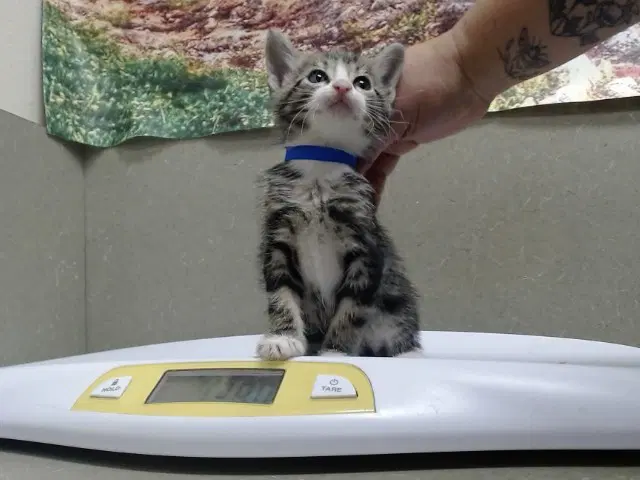 Unknown - Domestic Short Hair