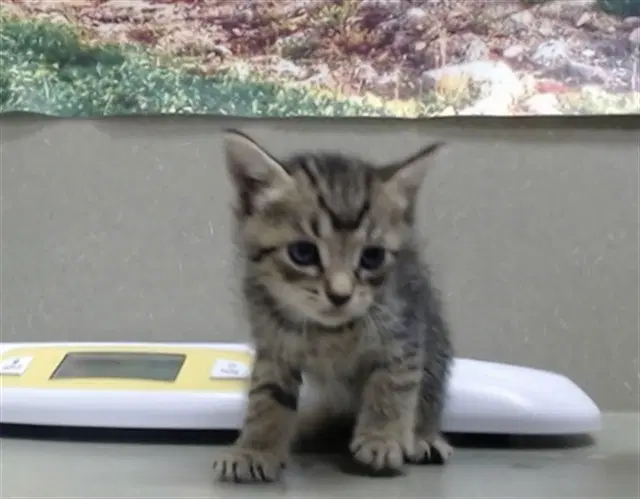 Unknown - Domestic Short Hair