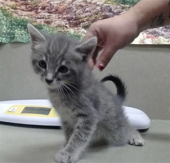 Unknown - Domestic Medium Hair