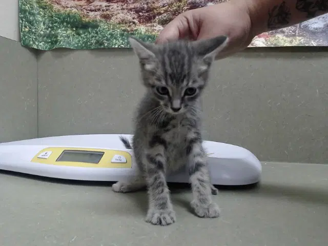 Unknown - Domestic Medium Hair