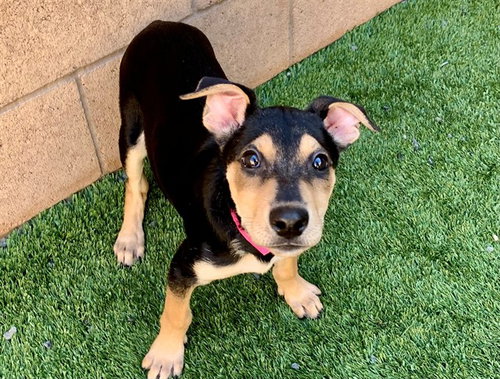 BELLE, a dog for adoption from Moreno Valley Animal Shelter