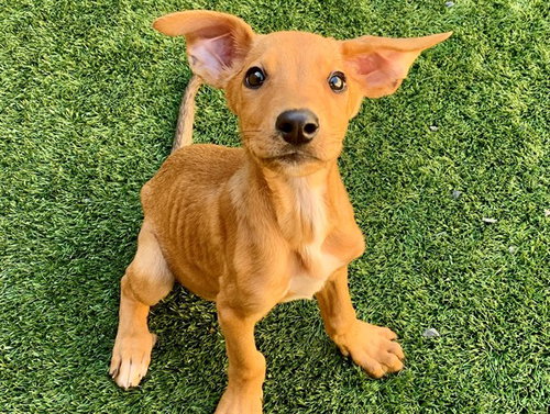 DITTO, a dog for adoption from Moreno Valley Animal Shelter