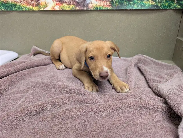 Unknown - Labrador Retriever