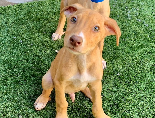 GREGGY, a dog for adoption from Moreno Valley Animal Shelter
