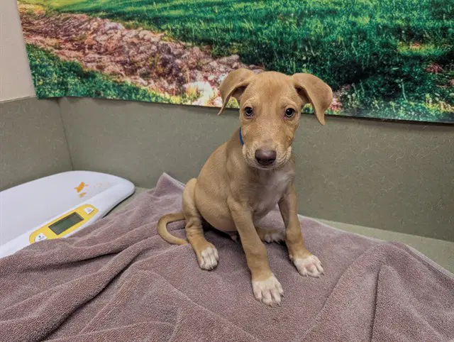 Unknown - Labrador Retriever