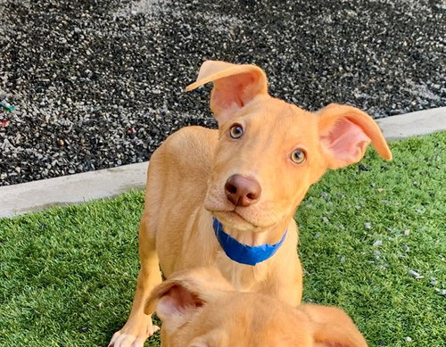 FIDO, a dog for adoption from Moreno Valley Animal Shelter