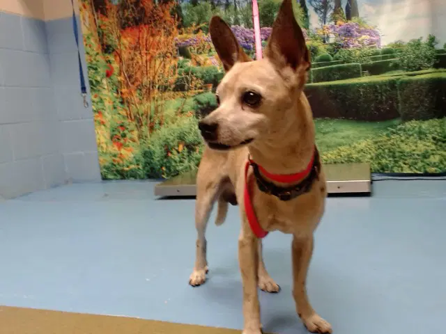 Unknown - Chihuahua