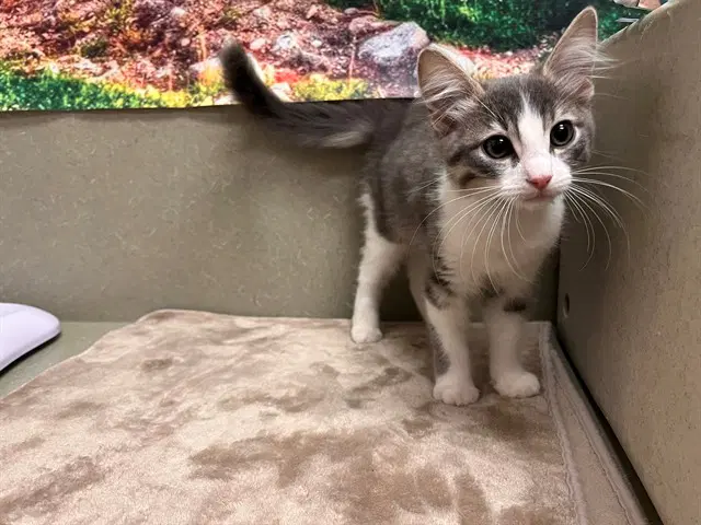 Unknown - Domestic Medium Hair