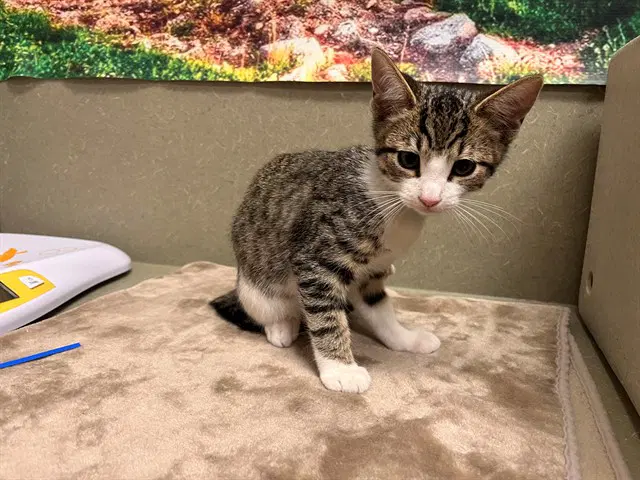 Unknown - Domestic Medium Hair