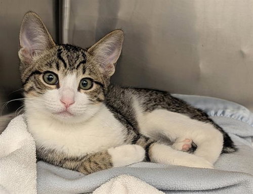 A554115, a cat for adoption from Moreno Valley Animal Shelter