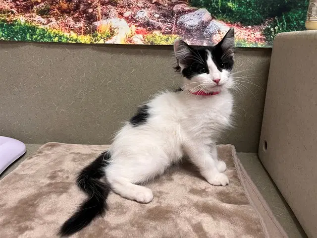 Unknown - Domestic Medium Hair