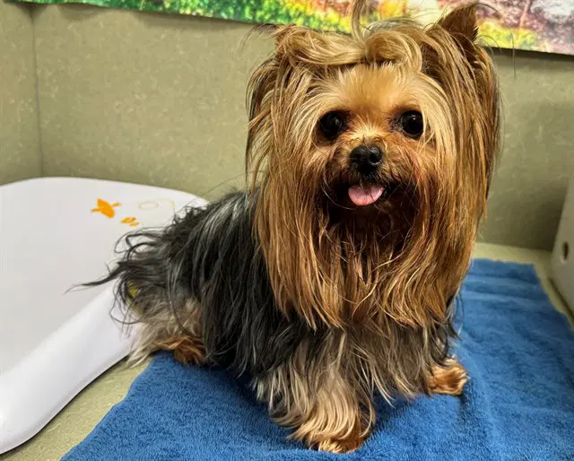 Unknown - Yorkshire Terrier Yorkie