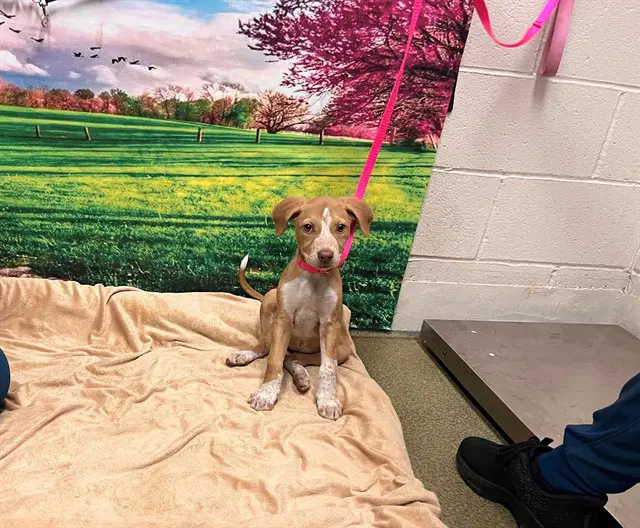Unknown - Pit Bull Terrier