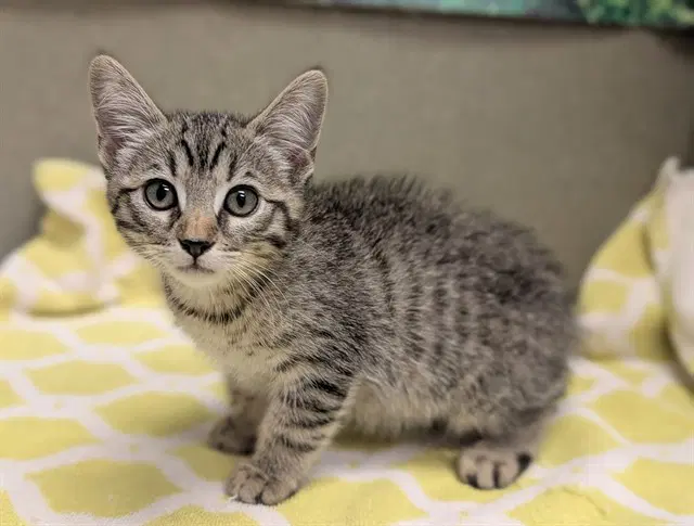 Lily - Domestic Short Hair