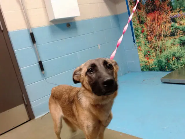 Unknown - Belgian Shepherd Malinois