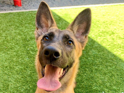 CARLEY, a dog for adoption from Moreno Valley Animal Shelter
