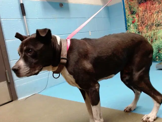 Queenie - Pit Bull Terrier